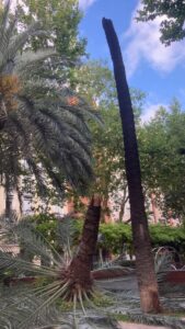 Retirada de una palmera caída en la Gran Vía Fernando el Católico